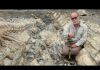 Discovery of a dinosaur tail in northern Mexico