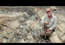 Discovery of a dinosaur tail in northern Mexico