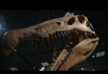 Meet Spinosaurus, the first-known water dinosaur