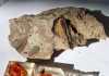 Secrets of dinosaur ecology found in fragile amber