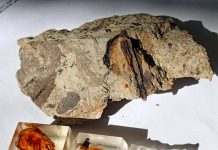 Secrets of dinosaur ecology found in fragile amber
