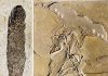 Taking a deeper look at ‘ancient wing’