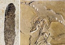 Taking a deeper look at ‘ancient wing’
