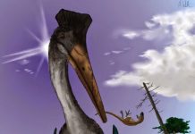 Tricky take-off kept pterodactyls grounded