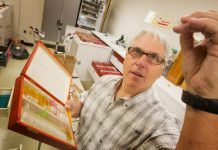 Most ancient pinworm yet found was infected with parasitic nematodes