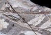 Turn back the molecular clock, say Argentina’s plant fossils