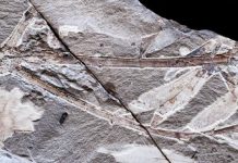Turn back the molecular clock, say Argentina’s plant fossils