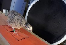What quails can teach us about the gait of dinosaurs