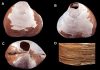 Ancient creature discovered in the depths of the Arctic Ocean