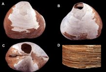 Ancient creature discovered in the depths of the Arctic Ocean