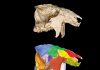 Phenomenal fossil and detailed analysis reveal details about enigmatic fossil mammals