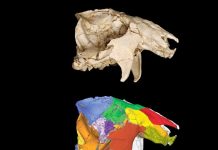 Phenomenal fossil and detailed analysis reveal details about enigmatic fossil mammals