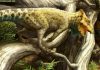 Oldest horned dinosaur species in North America found in Montana