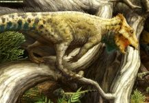 Oldest horned dinosaur species in North America found in Montana