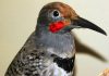 Tooth loss in birds occurred about 116 million years ago