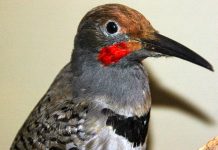 Tooth loss in birds occurred about 116 million years ago