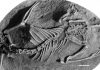 Asteroid that wiped out dinosaurs may have nearly knocked off mammals, too