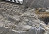 Short-necked Triassic marine reptile discovered in China