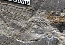 Short-necked Triassic marine reptile discovered in China