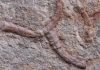 550-million-year-old fossils provide new clues about fossil formation
