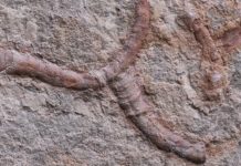 550-million-year-old fossils provide new clues about fossil formation