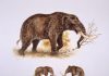 American mastodons made warm Arctic, subarctic temporary home 125,000 years ago