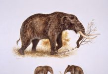 American mastodons made warm Arctic, subarctic temporary home 125,000 years ago