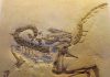 Chickens and turkeys ‘closer to dinosaur ancestors’ than other birds