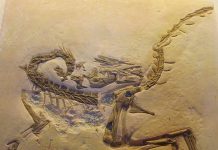 Chickens and turkeys ‘closer to dinosaur ancestors’ than other birds