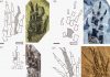 Early evolution of limb regeneration in tetrapods