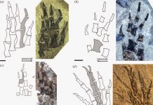 Early evolution of limb regeneration in tetrapods