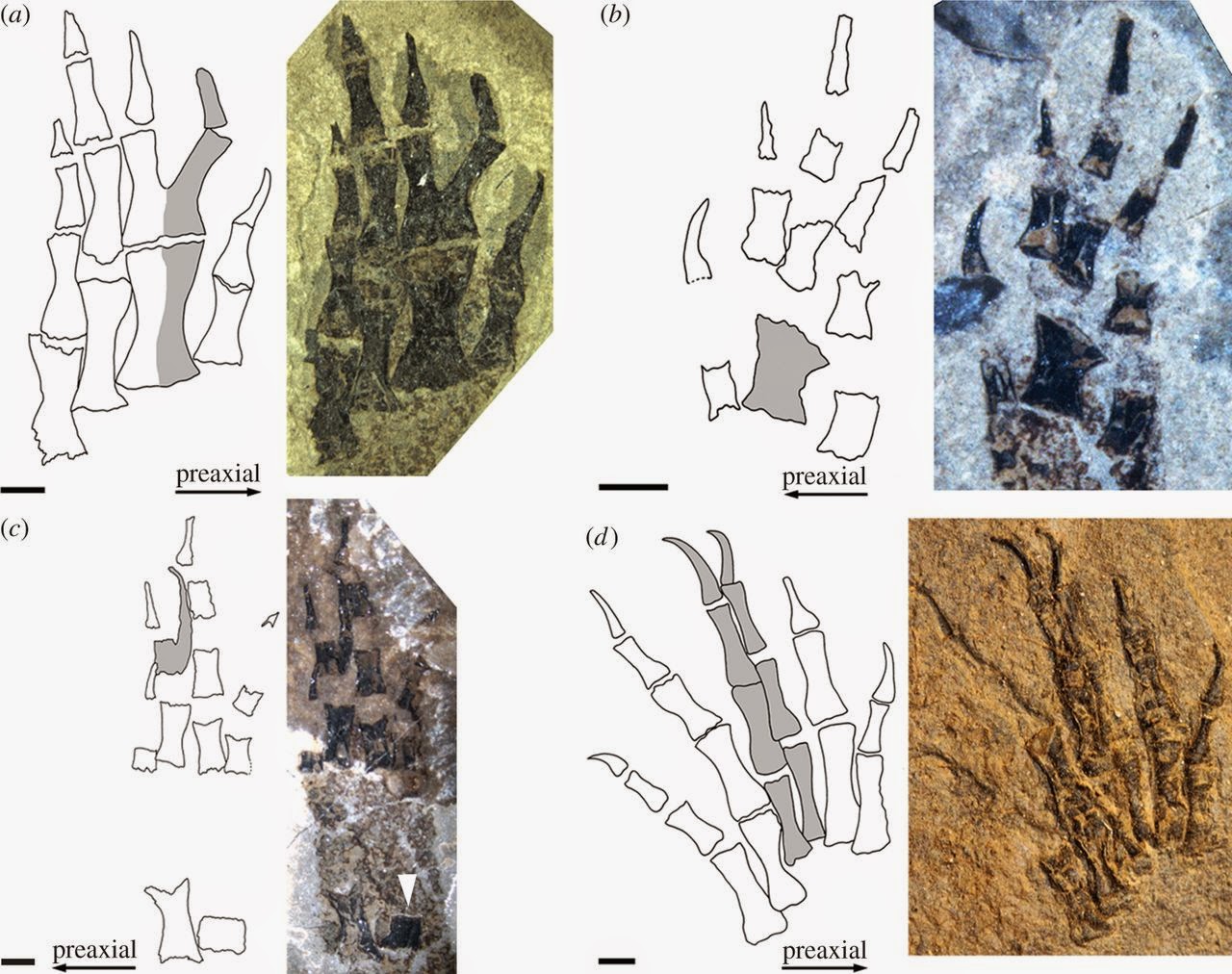 Early evolution of limb regeneration in tetrapods | Geology Page