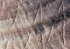 Oldest ever engraving discovered on 500,000-year-old shell