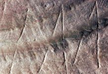Oldest ever engraving discovered on 500,000-year-old shell