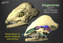 Dinosaur breathing study shows that noses enhanced smelling and cooled brain