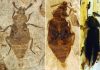 Unveiling the origin of parental care in Mesozoic carrion beetles