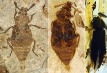 Unveiling the origin of parental care in Mesozoic carrion beetles