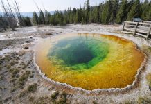 Yellowstone ‘extremely relevant’ to origin of life Yellowstone National Park