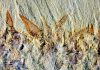Ancient balloon-shaped animal fossil sheds light on Earth’s ancient seas