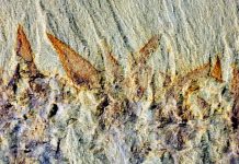 Ancient balloon-shaped animal fossil sheds light on Earth’s ancient seas