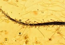 Carnivorous plants from the Baltic amber forest