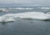 New discovery in Arctic is a very old clam