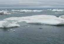 New discovery in Arctic is a very old clam