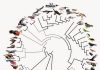 Rapid bird evolution after the age of dinosaurs unprecedented, study confirms