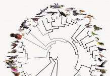 Rapid bird evolution after the age of dinosaurs unprecedented, study confirms