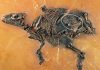 Stunning fossil shows pregnant mare and fetus