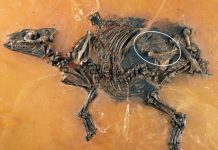 Stunning fossil shows pregnant mare and fetus