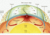 Study hints that ancient Earth made its own water—Geologically