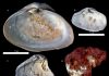 Ancient fossils reveal rise in parasitic infections due to climate change