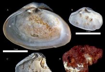Ancient fossils reveal rise in parasitic infections due to climate change